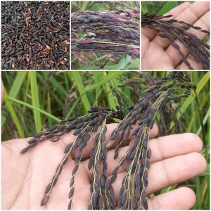AGRIVA Premium Black Rice Seed (কালো ধানের বীজ) – High Yield, High Profit & Premium Quality